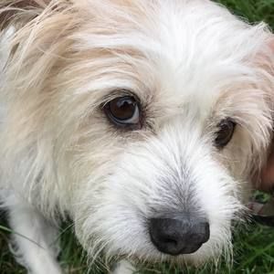 Meet your Posher, Xiao